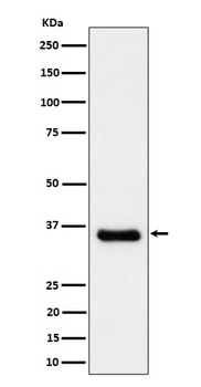 Cyclin H/p34 Rabbit Monoclonal Antibody