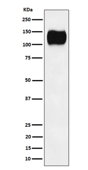 Anti-ICAM3 / CD50 Rabbit Monoclonal Antibody