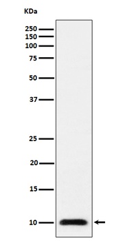 Anti-UBA52 Rabbit Monoclonal Antibody