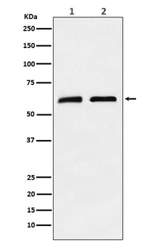 Anti-CLPX Rabbit Monoclonal Antibody