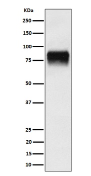 Anti-CD44 Rabbit Monoclonal Antibody