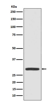 Anti-Galectin 3 Rabbit Monoclonal Antibody