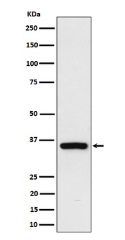 Rad51D Rabbit Monoclonal Antibody