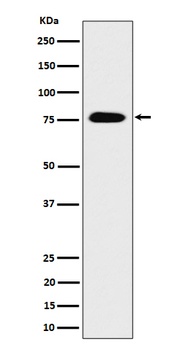 Anti-CRTC3 Rabbit Monoclonal Antibody
