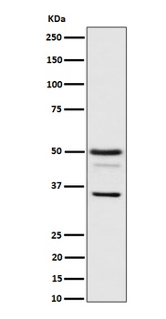 Anti-Bag1 Rabbit Monoclonal Antibody