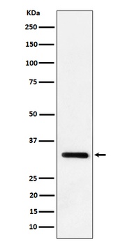 IL-33 Rabbit Monoclonal Antibody