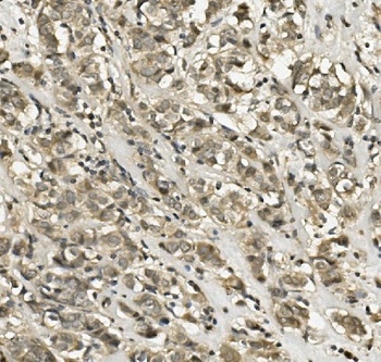 Anti-human peroxidasin homolog isoform X1 Antibody