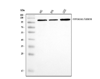 Anti-GADD34/PPP1R15A Antibody