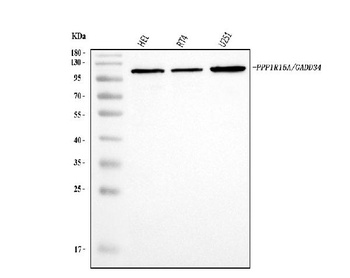 GADD34/PPP1R15A Antibody