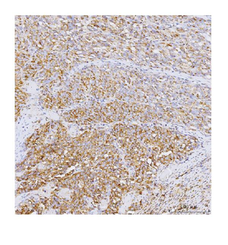 Anti-GADD34/PPP1R15A Antibody