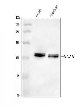 Anti-Neurocan/NCAN Antibody