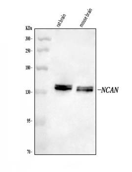 Neurocan/NCAN Antibody