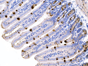 Anti-MUC2 Antibody