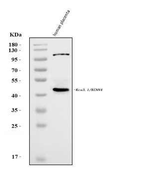 KCNN4 Antibody