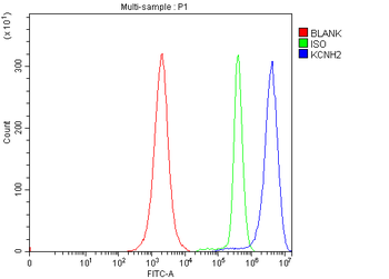 Anti-H-ERG/KCNH2 Antibody