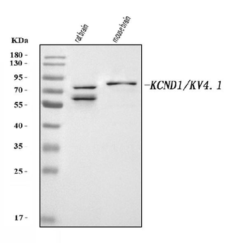 Anti-KCND1 Antibody