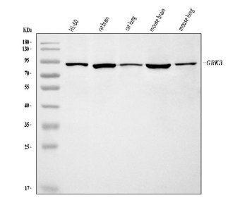 Anti-GRK3 Antibody