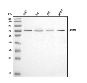 Anti-DRP1/DNM1L Antibody