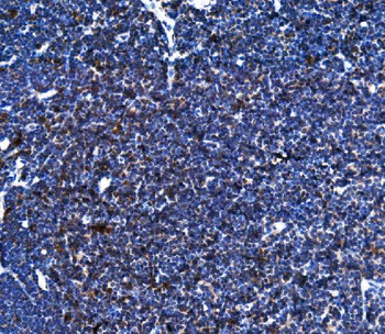 Anti-Cxcr5 Antibody