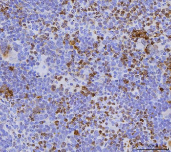 Anti-Cdc25b Antibody