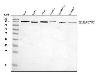 Ctip2/BCL11B Antibody
