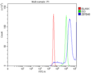 Anti-ZBTB48 Antibody
