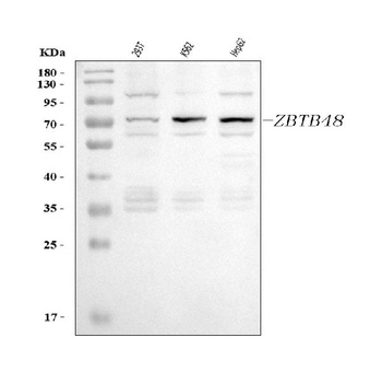 ZBTB48 Antibody