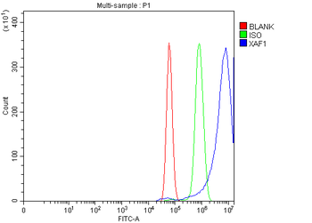 Anti-XAF1 Antibody