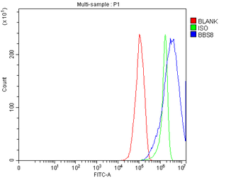 Anti-BBS8/TTC8 Antibody