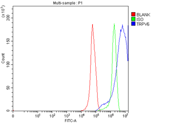 Anti-TRPV6 Antibody