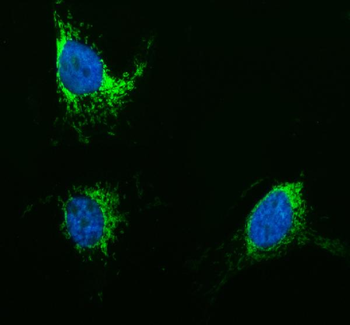Anti-TOMM20 Antibody