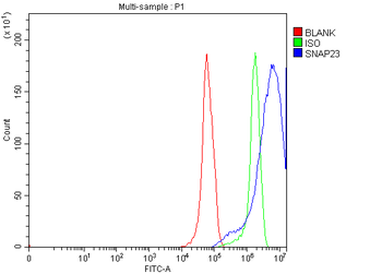 Anti-SNAP23 Antibody