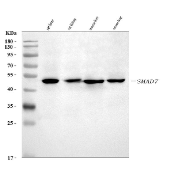 Anti-MADH7/SMAD7 Antibody