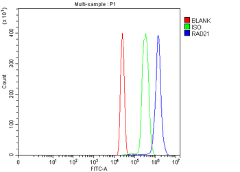Anti-RAD21 Antibody