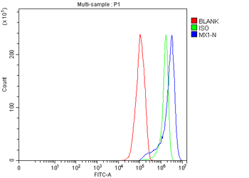 Anti-MX1 Antibody