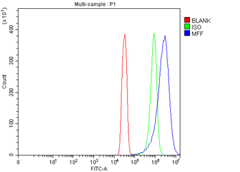 Anti-MFF Antibody