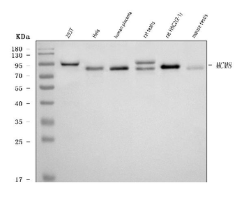 Anti-MCM8 Antibody