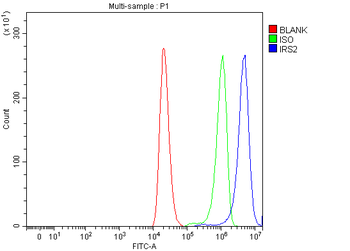 Anti-IRS2 Antibody
