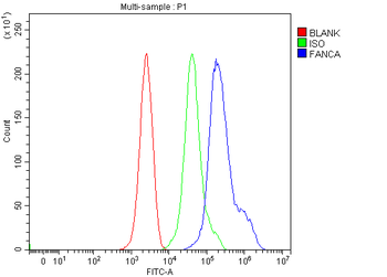 Anti-Fanca/FAA Antibody