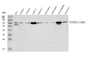 CD64/FCGR1A Antibody