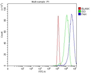 Anti-FAA/FAH Antibody