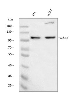Dynamin 2/DNM2 Antibody