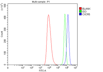 Anti-CXCR5 Antibody