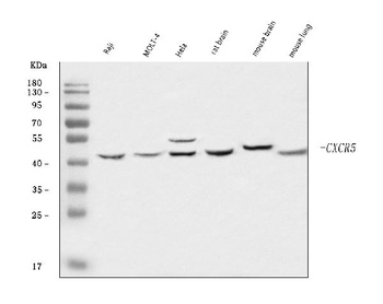 CXCR5 Antibody