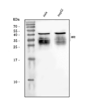 BST2/Tetherin Antibody