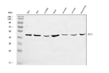 BSCL2/Seipin Antibody