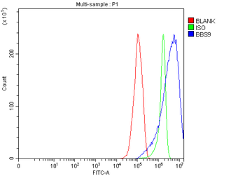 Anti-BBS9 Antibody