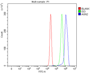 Anti-Axin 2/AXIN2 Antibody