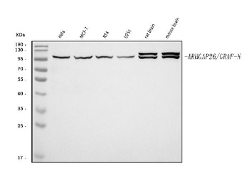GRAF/ARHGAP26 Antibody