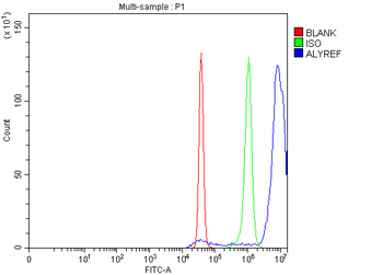 Anti-ALYREF Antibody